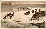 Archibald Thorburn Canvas Paintings - Unapproachable Geese